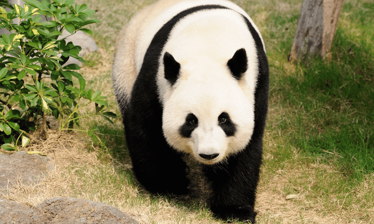 5 طرق للتغلب على عقوبة خوارزمية Panda